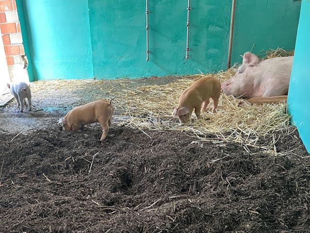 Mit Wühlarealen können Schweine ihr Wühlbedürfnis ausleben. Foto KAGfreiland