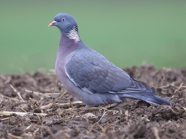 Beobachtet