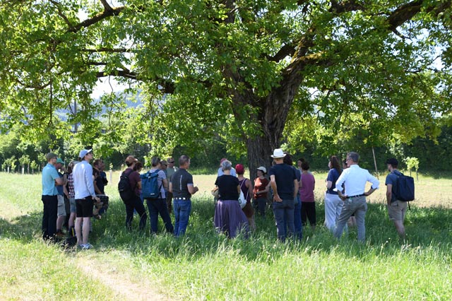 Teilnehmende auf dem Rundgang durch die Agroforst-Anlage am FiBL. Foto: Simona Moosmann, FiBL