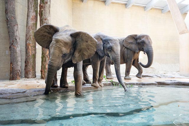 Neue Elefantengruppe im Zolli angekommen. Foto ©Zoo Basel