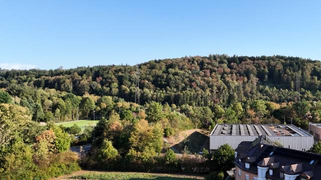 Die Situation im Wald ist tückisch, da auch scheinbar gesunde und belaubte Äste plötzlich abbrechen können.