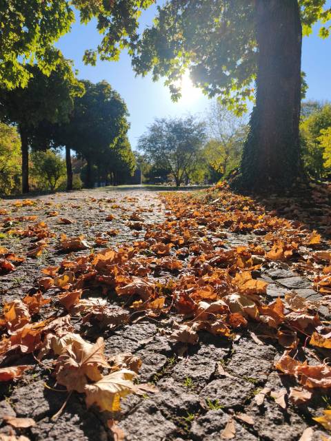 Herbststimmung