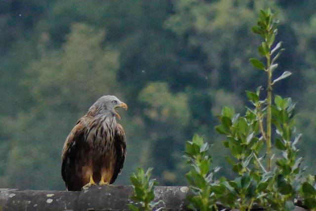 «Der Greifvogel kreischt auf Nachbars Dach…» Fotografiert und kommentiert von Rosmarie Hürner, Zuzgen