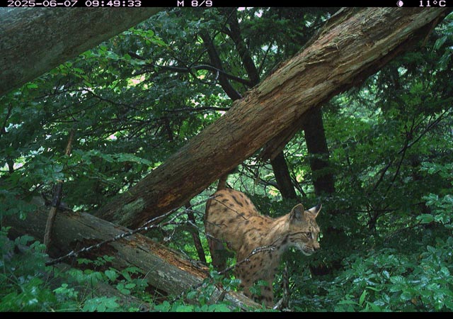 Langenbruck: Dieser junge männliche Luchs wurde im trockenen Sommer 2022 in Langenbruck fotografiert, als er Wasser suchte. Er erhielt die Nummer B958. Seit 2025 verlor sich seine Spur. Foto © Philipp Kern